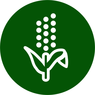 Desi Millets