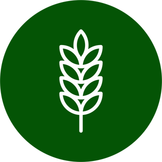 Wheat