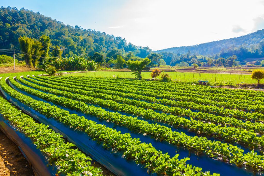 What Is Natural Farming? Simple Way to Live and Grow Naturally